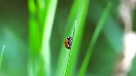 Ladybug Stock Footage 21246107