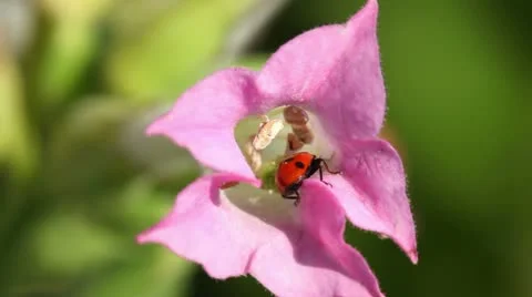 Ladybug Video stock 24672483