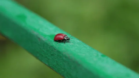 Ladybug Video stock 27788682