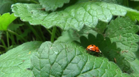 Ladybug Stock Footage 32282601