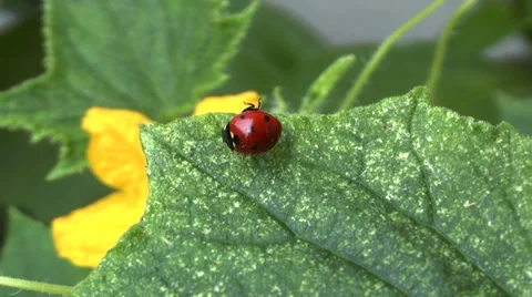 Ladybug Stock Footage 33718303