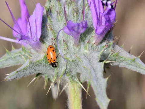 Ladybug Stock Footage 76250581