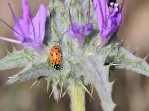 Ladybug Stock Footage 76250590