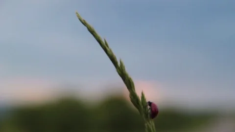 LadyBug Stock Footage 76360807