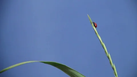 LadyBug Stock Footage 76360815