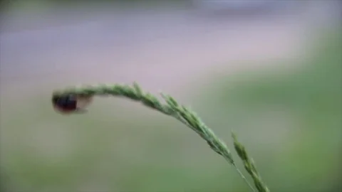 LadyBug Stock Footage 76360830