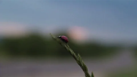 LadyBug Video stock 76360841