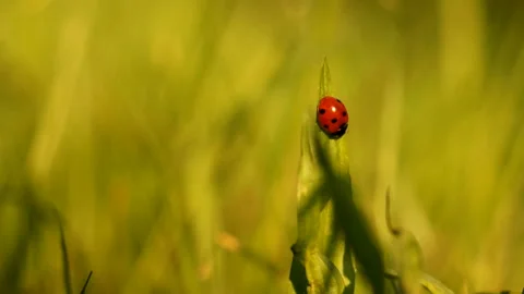 Ladybug Stock Footage 91327475