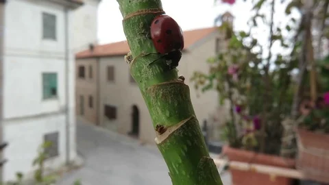 Ladybug Stock Footage 94331442