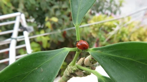 Ladybug Stock Footage 94334079