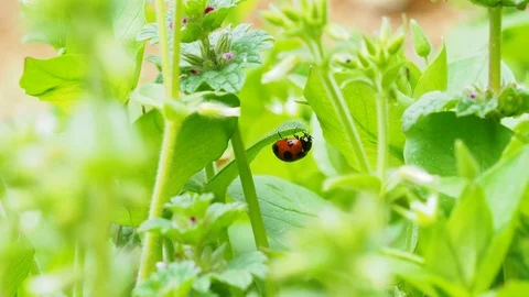 Ladybug Stock Footage 100798275