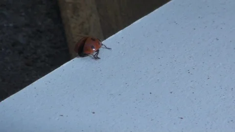 Ladybug Stock Footage