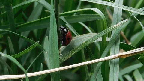 Ladybug Vídeos de archivo 131819643