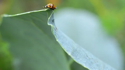 Ladybug Stock Footage 143806891