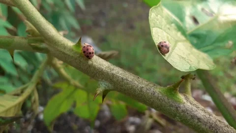 Ladybug Stock Footage 171549266