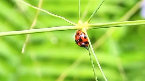 A ladybug Stock Footage 239839181