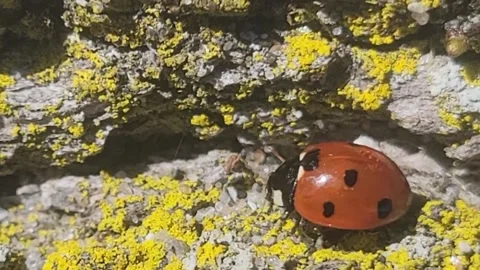 Ladybug Видео 271190029