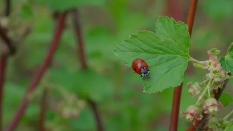 Ladybug Stock Footage 308746259