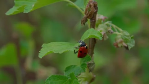 Ladybug Video stock 308746270