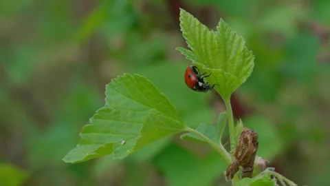 Ladybug Stock Footage 308746272