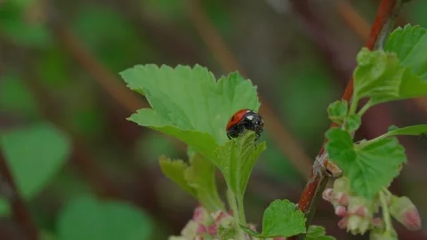 Ladybug Video stock 308746280