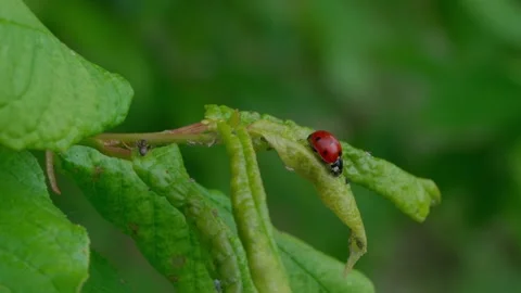 Ladybug Video stock 308746283