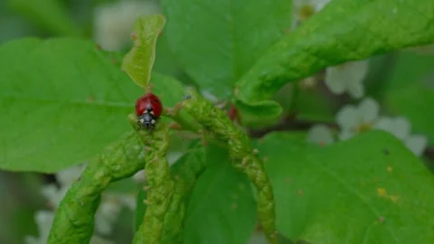 Ladybug Stock Footage 308746286