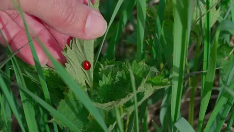 Ladybug Stock Footage 308746297