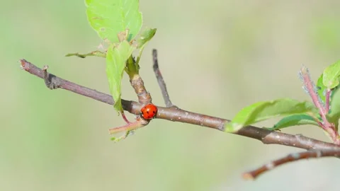 Ladybug Video stock 308746317