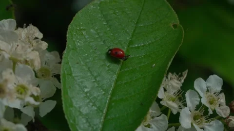 Ladybug Video stock 308746321
