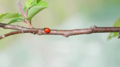 Ladybug Video stock 308746322