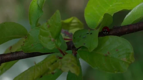 Ladybug Video stock 308746326