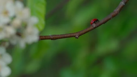 Ladybug Video stock 308746329
