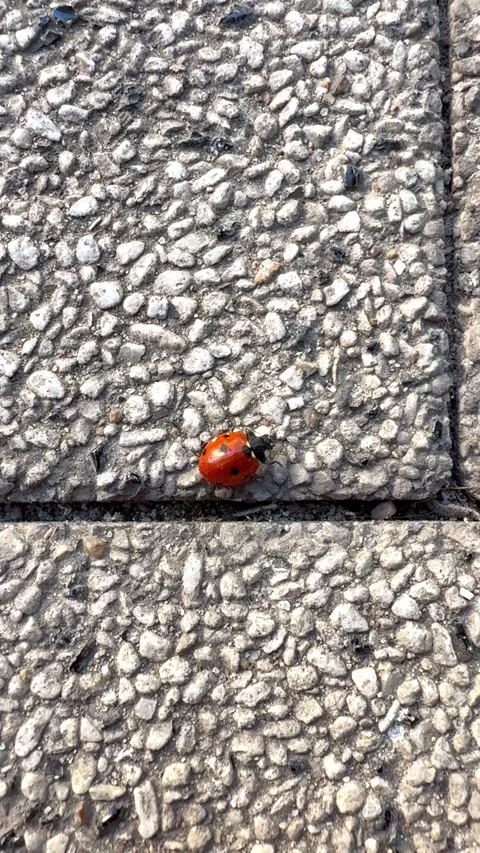 Ladybug  Stock Footage 332445879