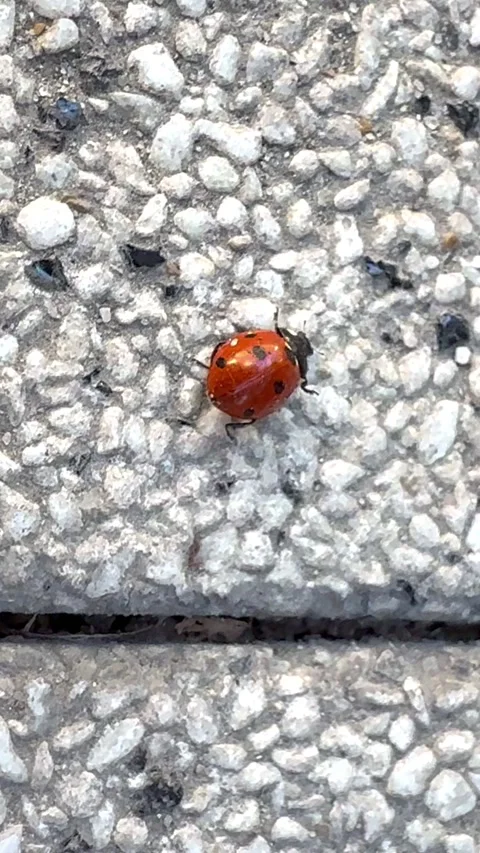 Ladybug  Stock Footage 332445881