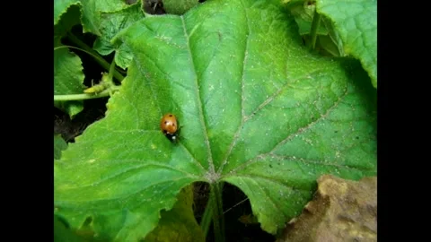 Ladybug Video stock 344045968