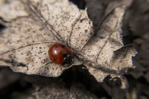 Ladybug in the forest Stock Photos