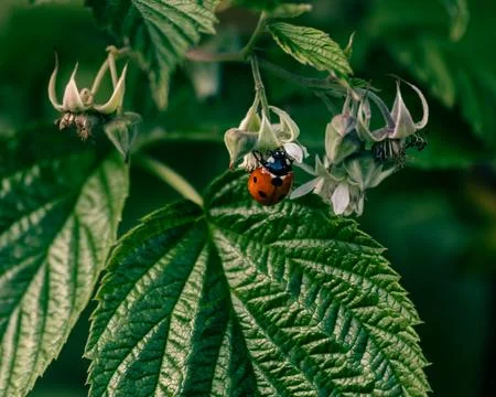 A ladybug found in my garden Stock Photos