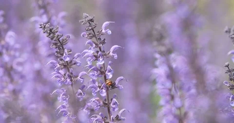 Ladybug on fresh lavender flower 库存影片 113635413