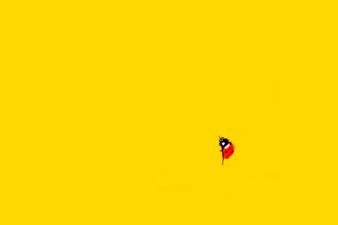 Ladybug in front of a Yellow Background Stock Illustration