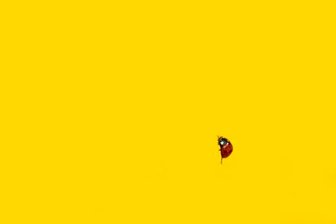 Ladybug in front of a Yellow Background Stock Photos