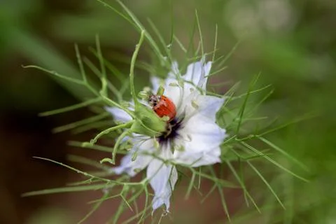 Ladybug in a garden Foto stock