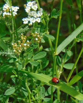 Ladybug in the garden Stock Photos