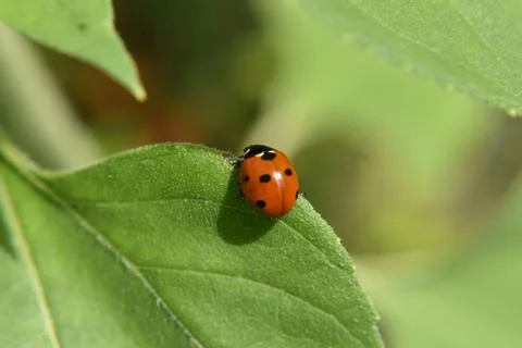 A ladybug in the garden Stock Photos