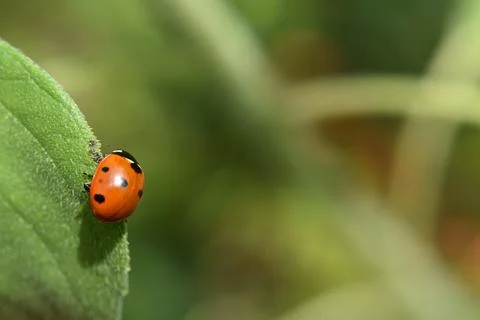 A ladybug in the garden Stock Photos