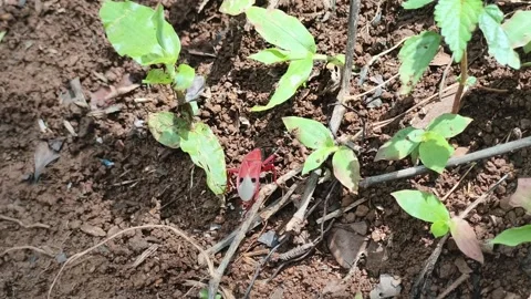 Ladybug on Garden Seedlings Macro Nature Video stock 341010695