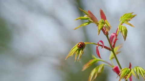 Ladybug In A Garden. Young Red Leaves Of Japanese Maple Or Acer Palmatum In Stock Footage 258625368