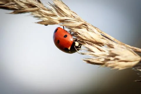Ladybug at the Garshalm Stock Photos