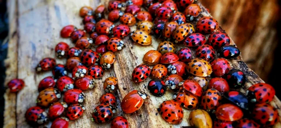Ladybug gathering Stock Photos