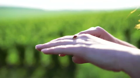 Ladybug goes on red woman's hand on green leaves background in 4K Stock Footage 63336065